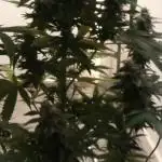 American Pie - Pyramid Seeds