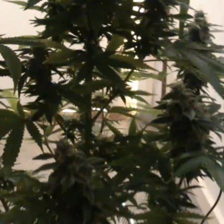 American Pie - Pyramid Seeds