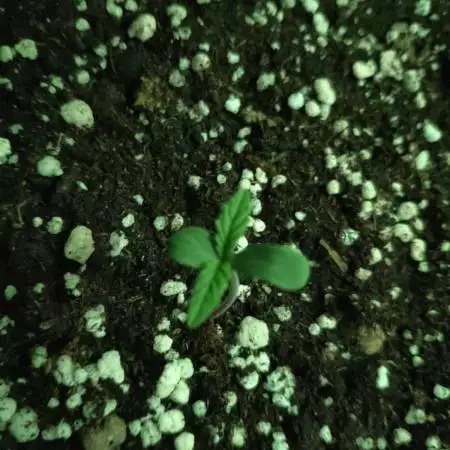 #1 DSD-WC-MEVO | Barney's Farm