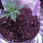 Zombie Garden 2021