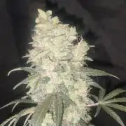 Auraaa