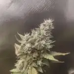 auto'strain
