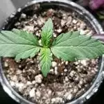 Roc Bud Inc. • Grape Mints #23 AUTO(fem)