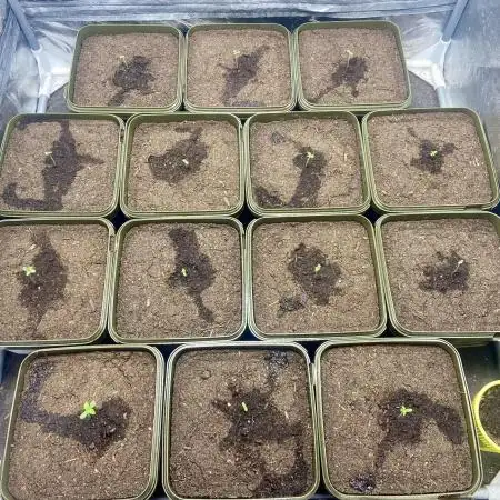 Anesia seeds autoflowers by Silky