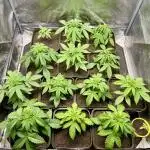 Anesia seeds autoflowers by Silky