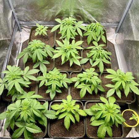 Anesia seeds autoflowers by Silky