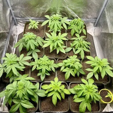 Anesia seeds autoflowers by Silky