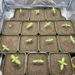 Anesia seeds autoflowers by Silky