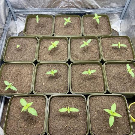 Anesia seeds autoflowers by Silky