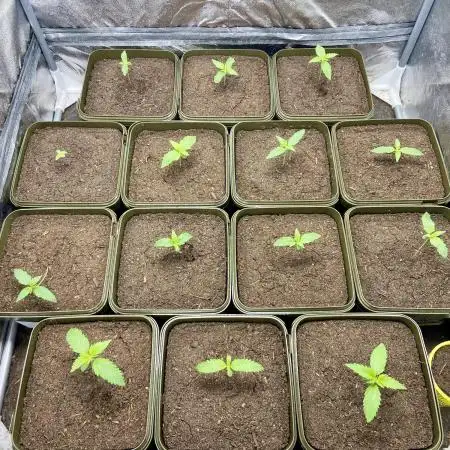 Anesia seeds autoflowers by Silky