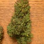 Gorilla glue by Silky