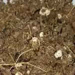 White Rhino Grow.