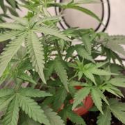 Sensi Seeds