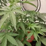 Sensi Seeds