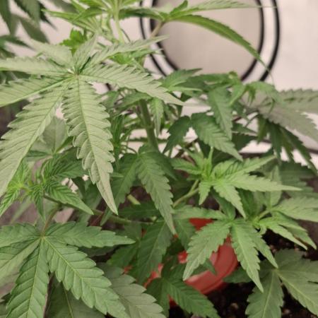 Sensi Seeds