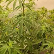 Sensi Seeds