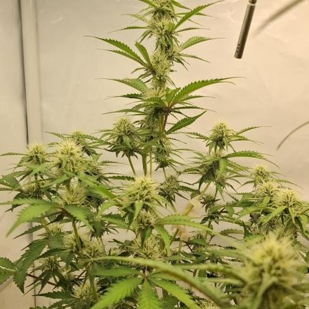 Fastbuds Mendo Guava by Paul_on.