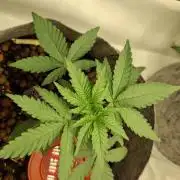 Sensi Seeds