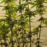 Sensi Seeds