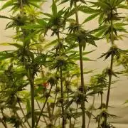 Sensi Seeds