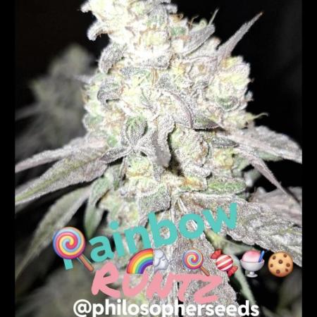 Rainbow 🌈 Runtz by Philosopher Seeds