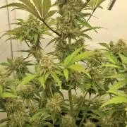 Fastbuds Mendo Guava by Paul_on.