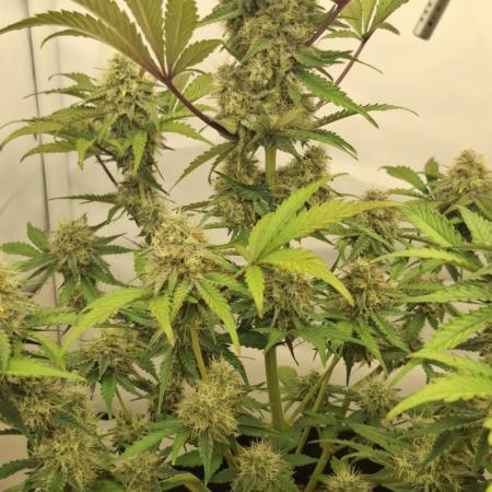 Fastbuds Mendo Guava by Paul_on.