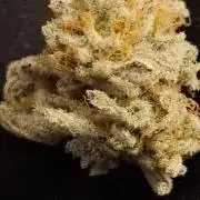 Sensi Seeds
