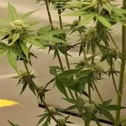 Sensi Seeds