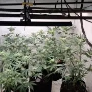 5 of the best, from @Barneys Farm