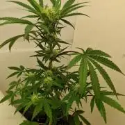 Lemon Cherry Runtz FB420