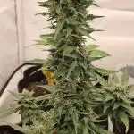 Strawberry 🍓 Cola Sherbet F1 by @Sweetseeds