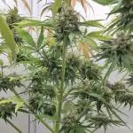 Banana Fumes OSS