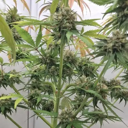 Banana Fumes OSS