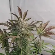 Fastbuds Mendo Guava by Paul_on.