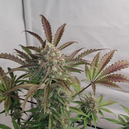 Fastbuds Mendo Guava by Paul_on.