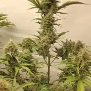 Fastbuds Mendo Guava by Paul_on.