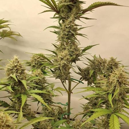 Fastbuds Mendo Guava by Paul_on.