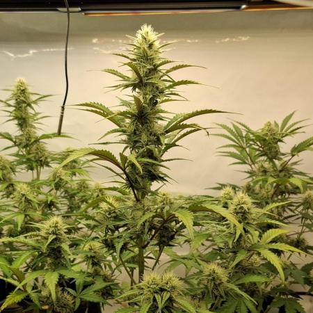 Fastbuds Mendo Guava by Paul_on.