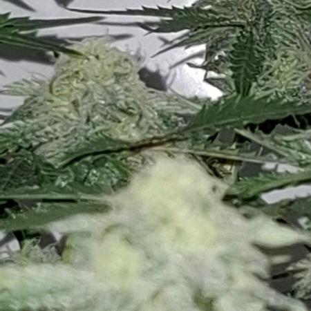 Sensi Seeds