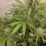 Fastbuds Mendo Guava by Paul_on.