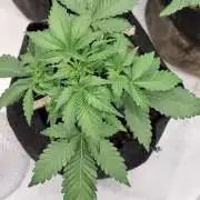 Fastbuds Mendo Guava by Paul_on.
