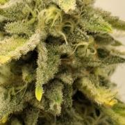 Sensi Seeds