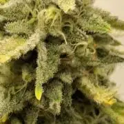 Sensi Seeds
