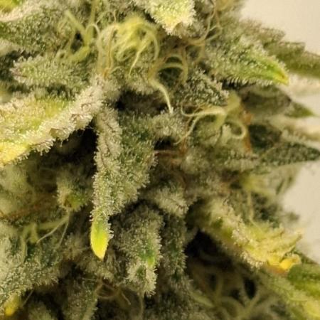 Sensi Seeds