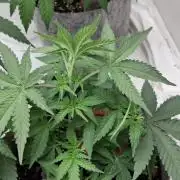 Sensi Seeds