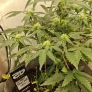 GARY SHERBERT @fastbuds420
