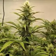 Fastbuds Mendo Guava by Paul_on.