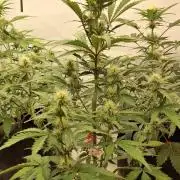 Fastbuds Mendo Guava by Paul_on.