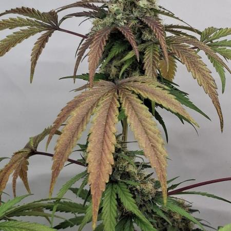 Big Blooming Alien 👽 💯
